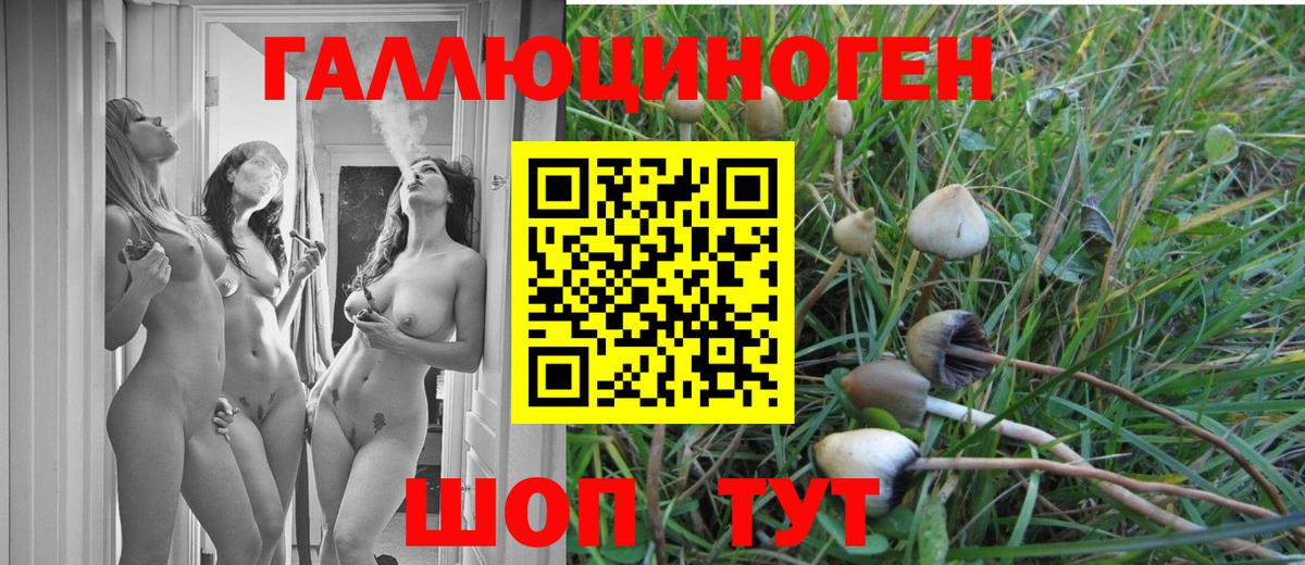 Псилоцибиновые грибы Psilocybine cubensis Нижний Новгород